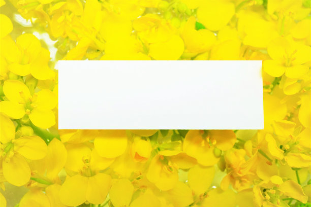 白色标题卡片的模型，背景是许多黄色的油菜花漂浮在水面上图片下载