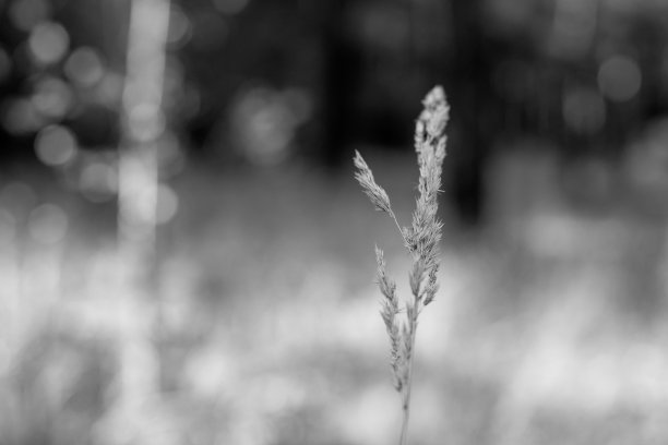 黑色和白色小穗在夏季的田野图片下载