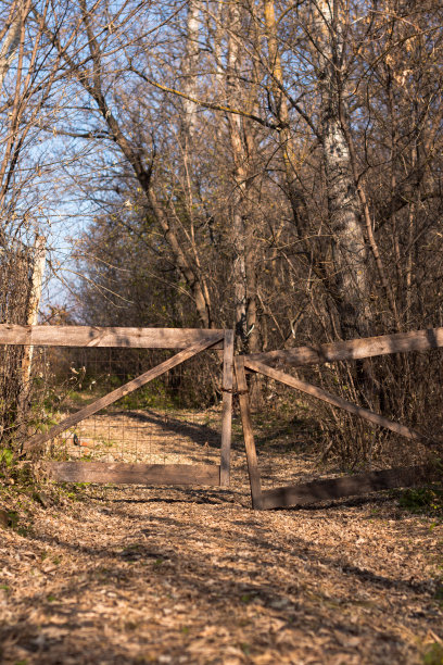 夏天森林里破旧的木门图片下载