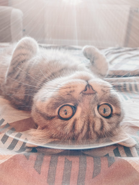 可爱的苏格兰猫，美丽的家猫甜甜地睡觉图片下载