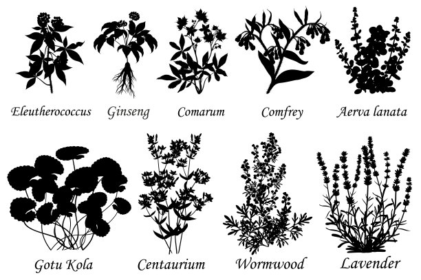 药用和治疗草药，植物载体剪影。图片下载