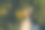 穿着黄色鞋子的女人坐在油菜籽花束旁的草地上图片下载