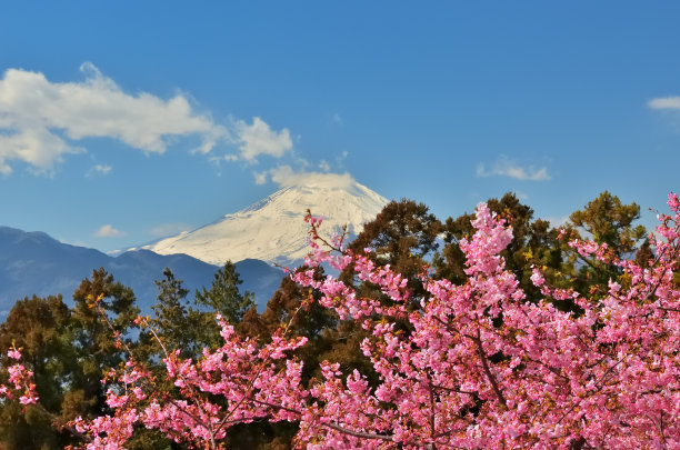 神奈川县松山的樱花，富士山的蓝天和雪山图片下载