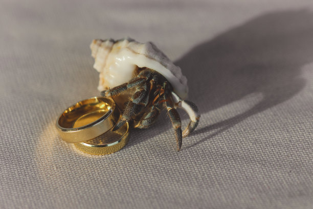 幽灵蟹的特写照片与两个金婚戒指在马尔代夫海滩的白沙图片下载