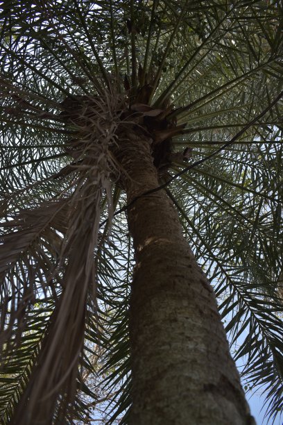 棕榈树图片下载