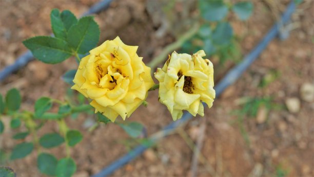 特写美丽的黄色病花由于玫瑰蠓的攻击图片下载