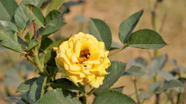 特写美丽的黄色病花由于玫瑰蠓的攻击图片下载