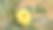 特写美丽的黄色病花由于玫瑰蠓的攻击图片下载