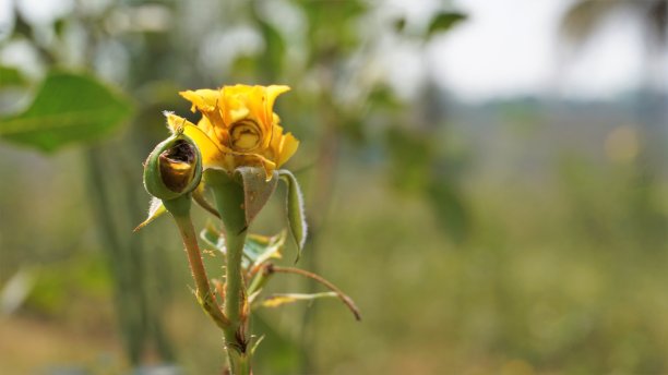 特写美丽的黄色病花由于玫瑰蠓的攻击图片下载