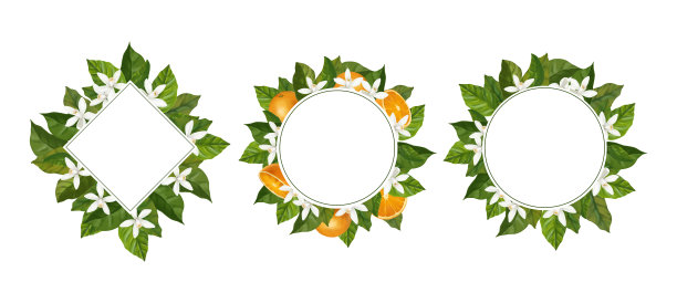 水彩边框上有柑橘类水果。图片下载