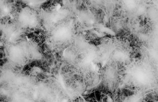 漂亮的白鸭绒。纹理或背景图片下载