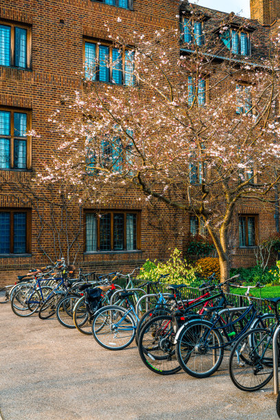 剑桥大学花园的樱花盛开图片下载