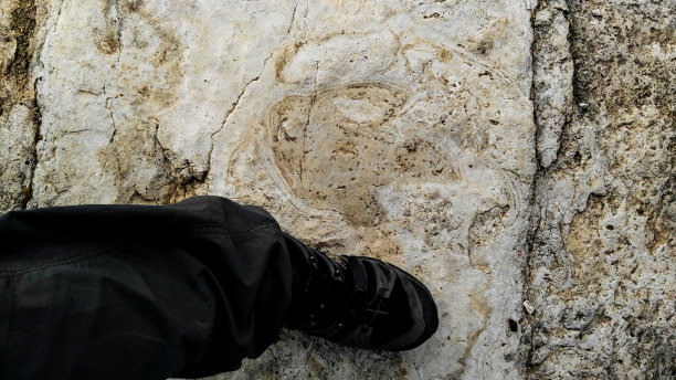 人类与迅猛龙的足迹比较图片下载