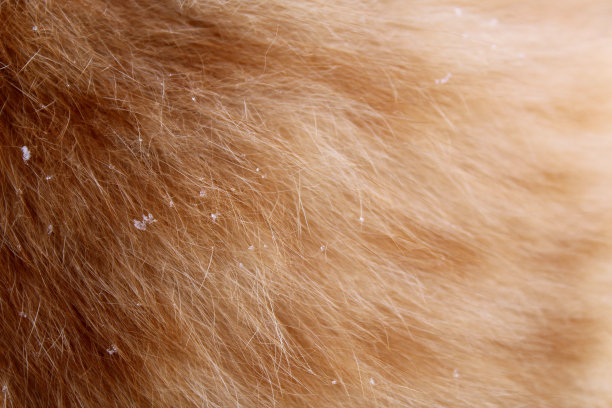 红色的猫毛和冰冷的雪花。图片下载