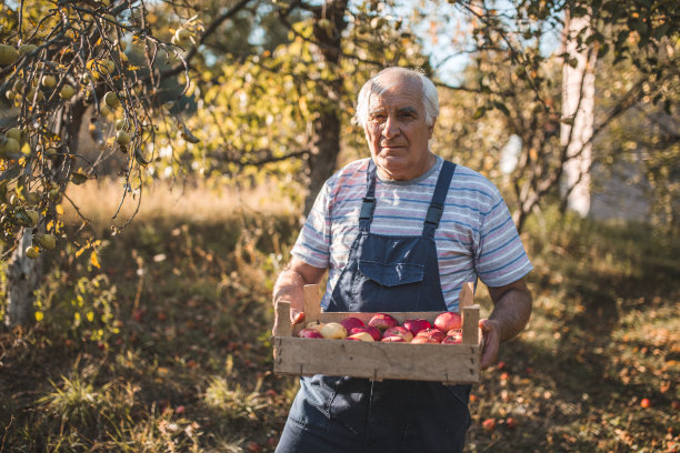 白发老人的肖像，拿着水果盒图片下载