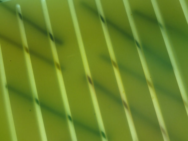 抽象颜色梯度设计与几何条纹线条形状-流行的半色调绿色梯度背景图片下载