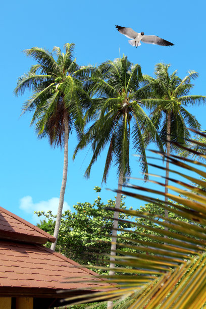 阳光明媚的热带岛屿的清新图片下载