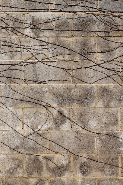 枯死的藤蔓附着在水泥墙上图片下载