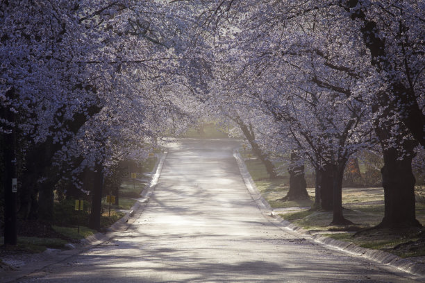 樱花附近图片下载