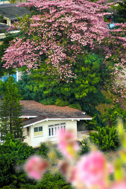 住宅屋顶的高角度视野图片下载