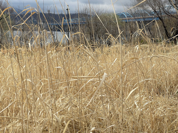 干芦苇图片下载