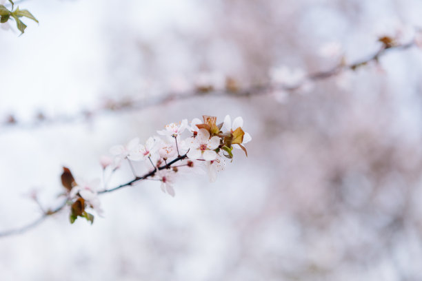 樱花在春天盛开图片下载