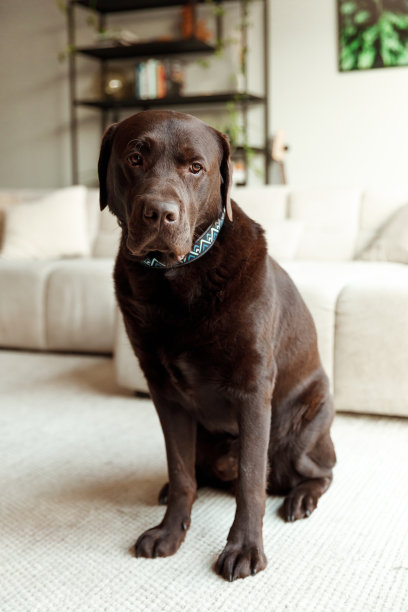 一只年轻的巧克力色拉布拉多狗坐在明亮的客厅里图片下载