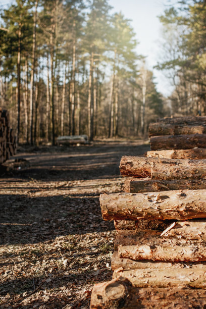 在森林里砍伐木材图片下载
