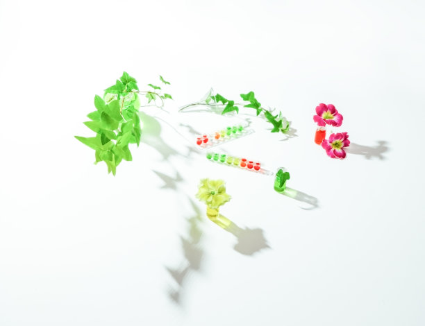 明亮的报春花，带有绿叶的植物嫩枝和植物精华或有机提取物在烧瓶和试管中。天然成分的替代医学，健康化妆品的概念。图片下载