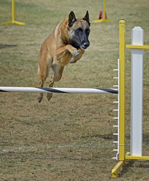 比利时马里诺斯犬正在练习跳跃图片下载