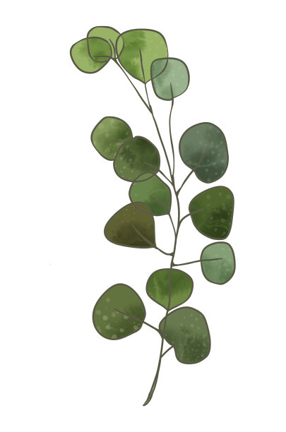 树枝树叶生态绿色在白色背景上水彩风格。树枝上的叶子装饰图案。图片下载