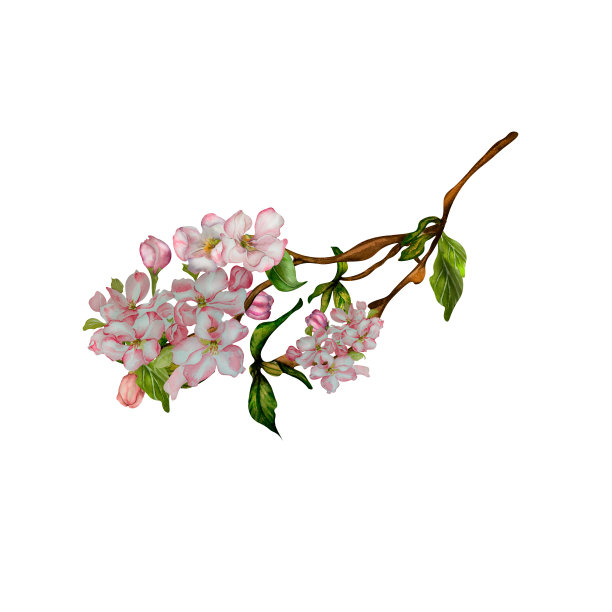 春天的樱桃，盛开的苹果花，树枝水彩画图片下载