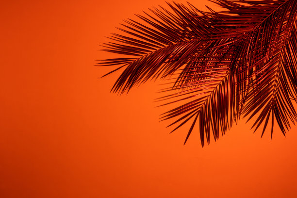 热带日落。椰叶的剪影与日落的背景。最小的夏季概念与负空间。图片下载