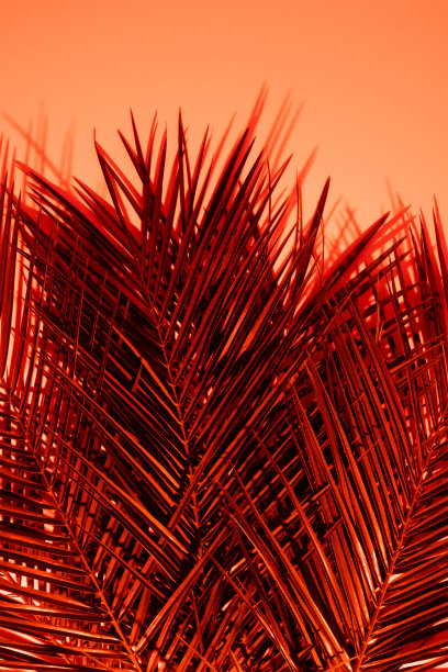 热带日落。椰叶的剪影与日落的背景。最小的夏季概念与负空间。图片下载