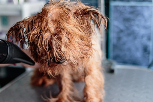 约克郡犬在家洗漱图片下载