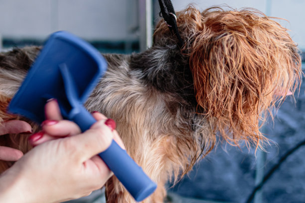 约克郡犬在家洗漱图片下载