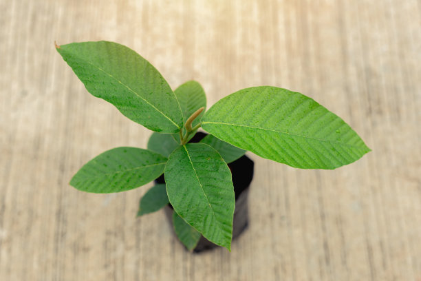 植物生长在黑色的袋子里。在水泥地面上的土袋中栽种青苗，自然。图片下载