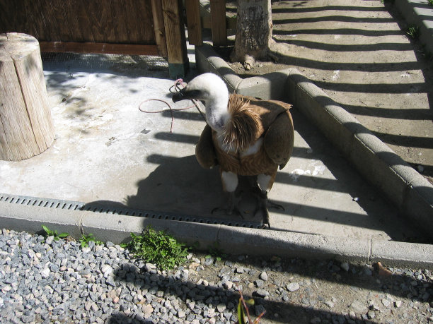 鸟，猫头鹰，鹰，猛禽图片下载