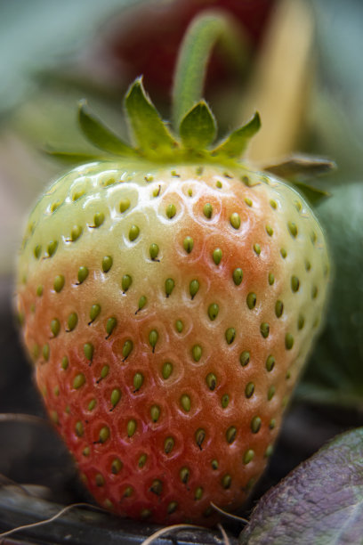 草莓栽培的所有发展和细节，作为最美味和要求的水果之一图片下载