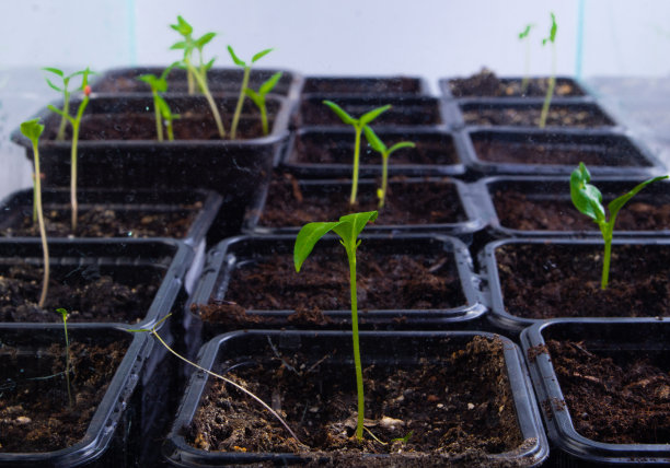 西红柿苗在盆中近距离春季选择性集中。图片下载