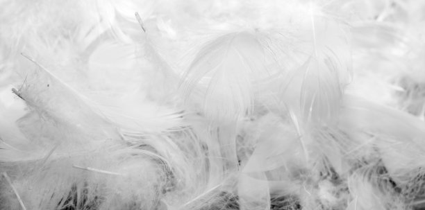 漂亮的白鸭毛。背景或纹理图片下载