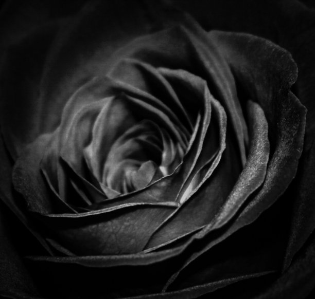 黑色玫瑰图片下载