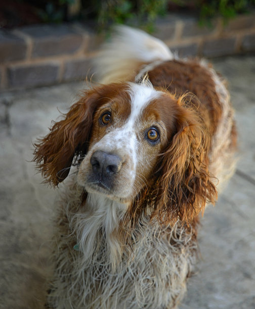 威尔士施普林格西班牙猎犬看起来很震惊图片下载