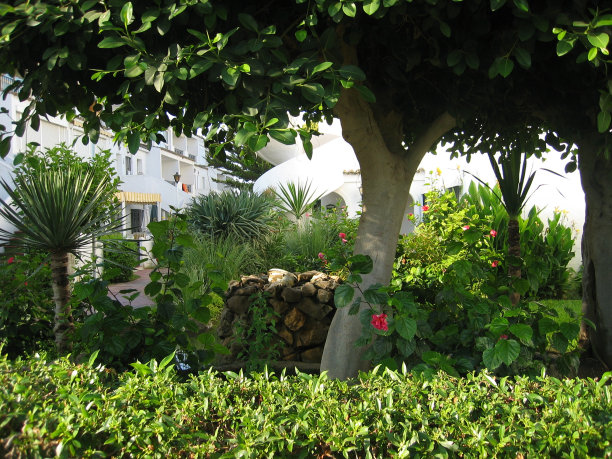 花园里有美丽的鲜花和植物图片下载