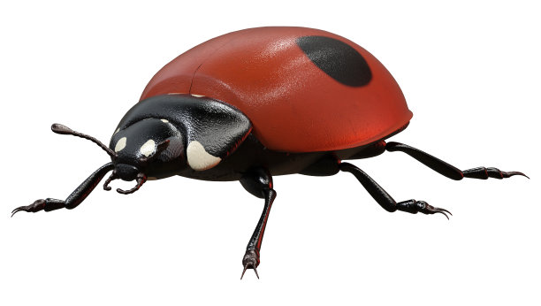 三维渲染瓢虫在白色图片下载