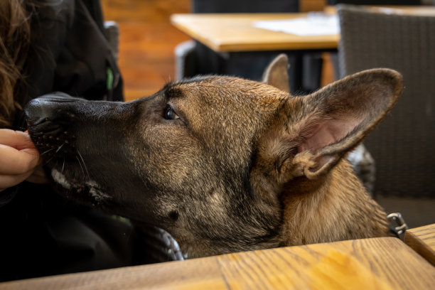 这是一只七个月大的德国牧羊犬的特写照片。貂色工作线品种图片下载
