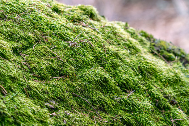 在阳光明媚的日子里，树干上覆盖着绿色的苔藓层图片下载