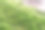 在阳光明媚的日子里，树干上覆盖着绿色的苔藓层图片下载