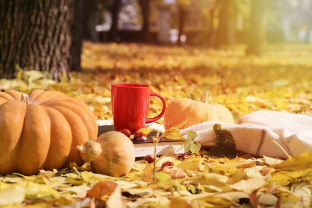 秋天，南瓜，公园，树叶。秋天背景图片下载