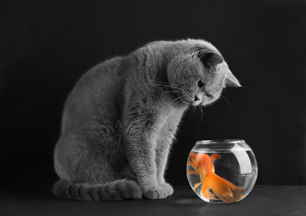 猫和金鱼图片下载